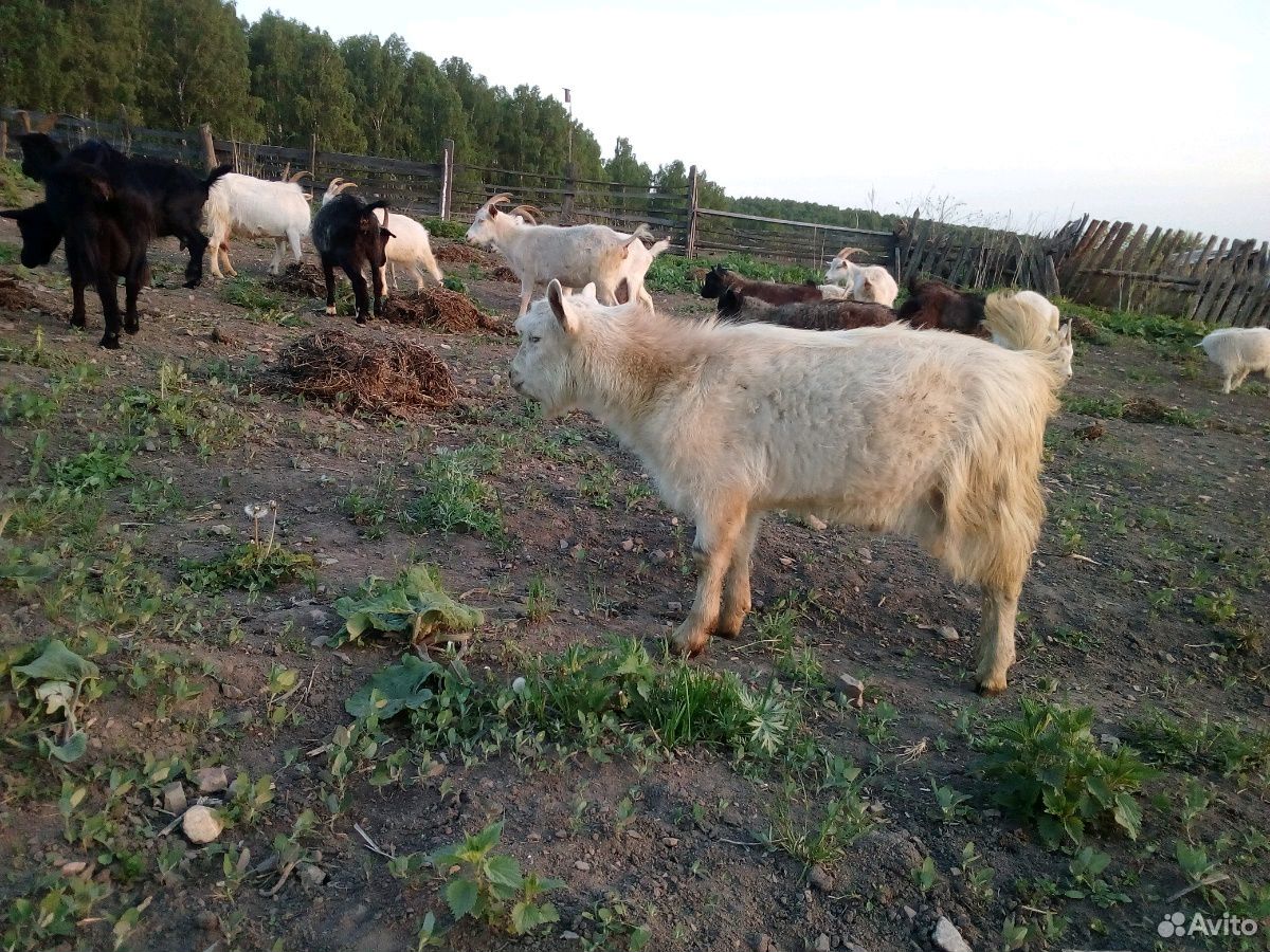 Коза купить на Зозу.ру - фотография № 6