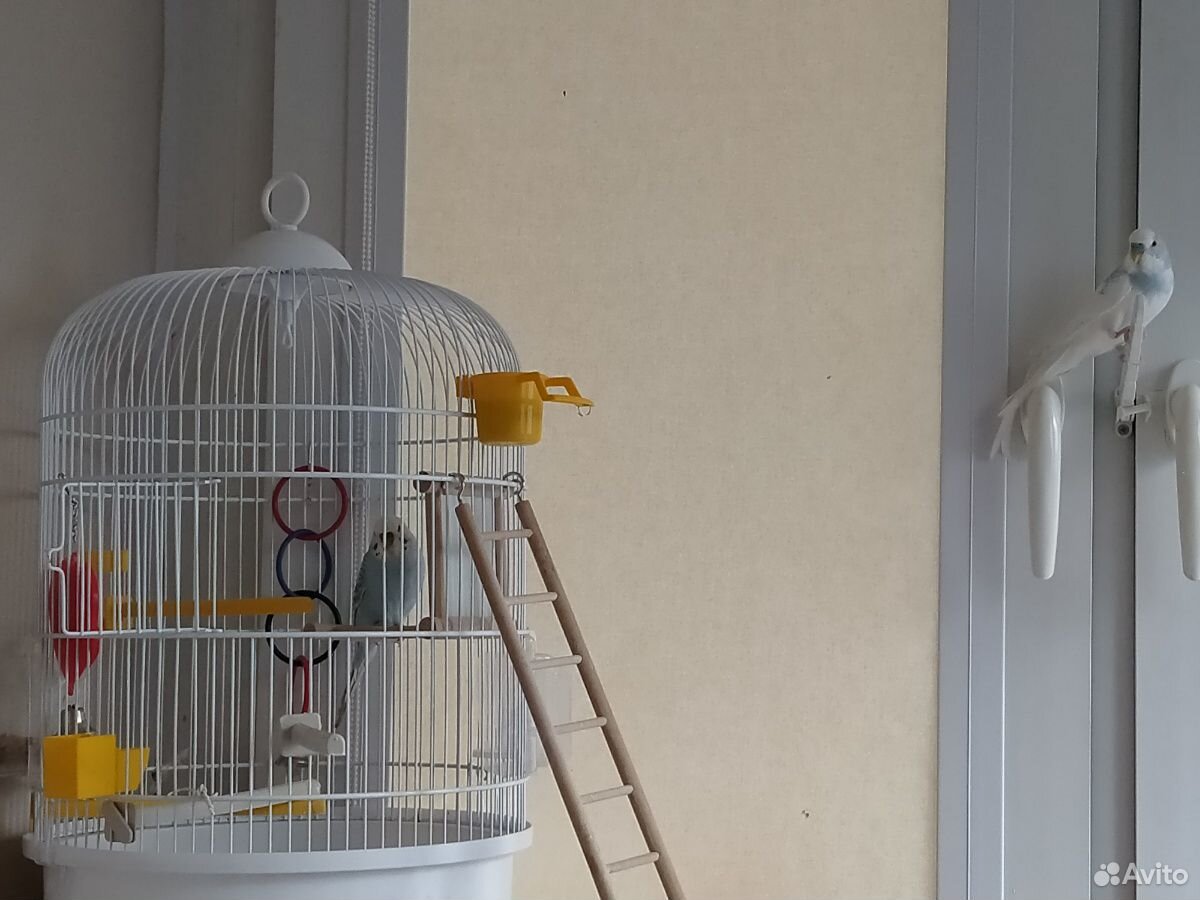 Волнистые попугай 5 месяцев купить на Зозу.ру - фотография № 2