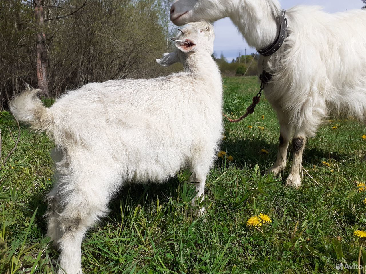 Красавица коза купить на Зозу.ру - фотография № 2