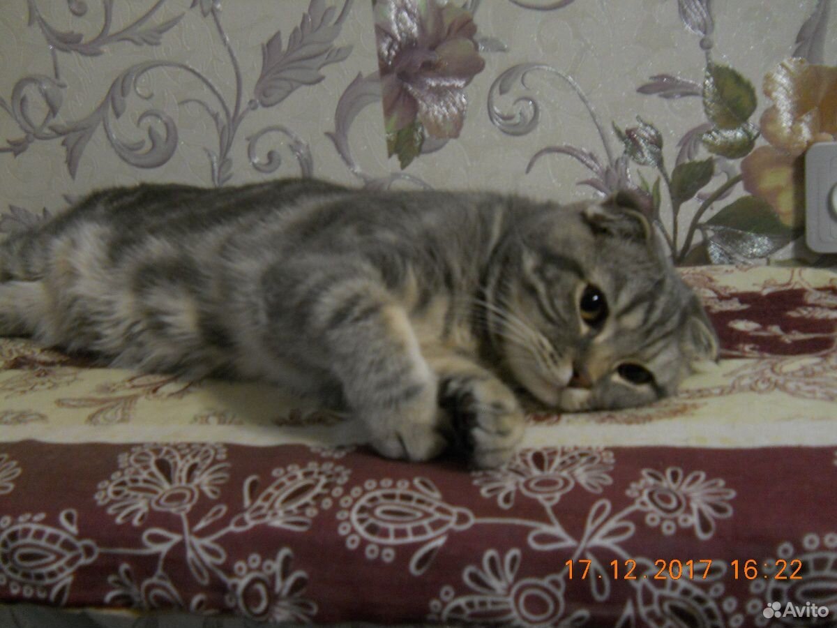 Шотландский кот купить на Зозу.ру - фотография № 2