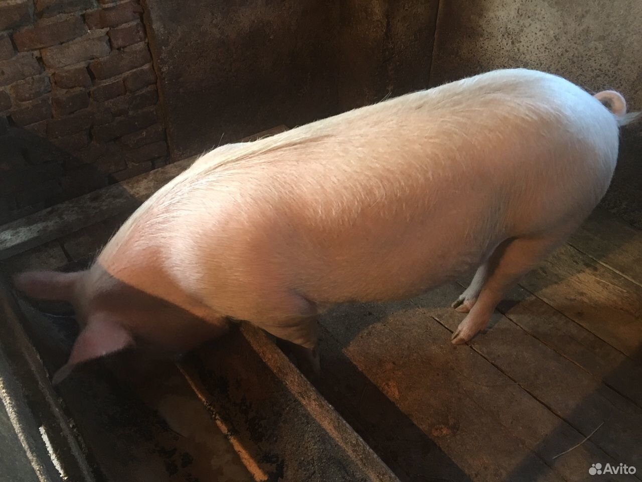 Свинья живым весом цена. Свиноводство в Чувашии. Сколько стоит свинья Живая. Свинья купить Живая.