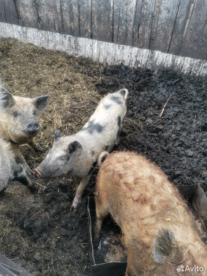 Свиньи породы мангалица купить на Зозу.ру - фотография № 3