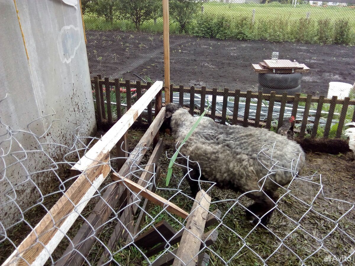 Баран+овца купить на Зозу.ру - фотография № 3