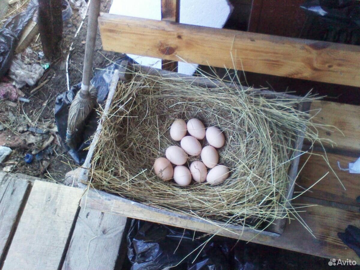 Яйцо фазана инкубационные купить на Зозу.ру - фотография № 2