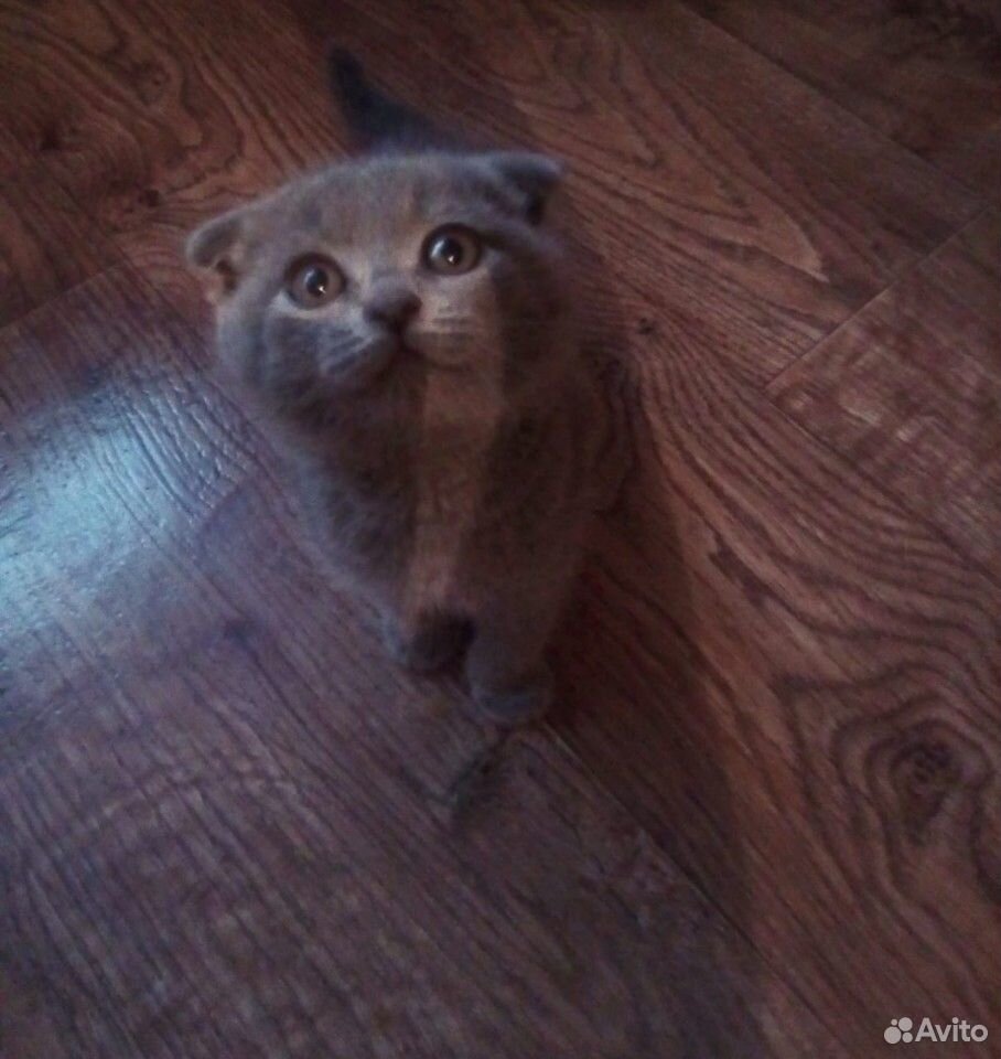 Животные кошки купить на Зозу.ру - фотография № 1