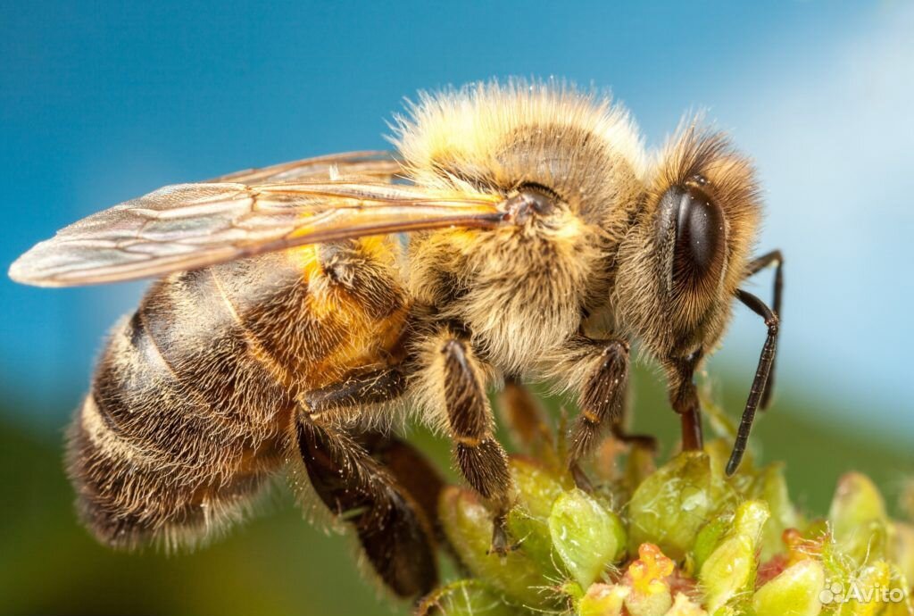 Пчелопакеты, пчеломатки плодные купить на Зозу.ру - фотография № 2
