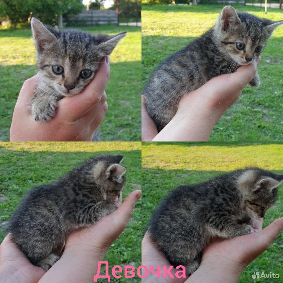 Котята бесплатно купить на Зозу.ру - фотография № 2