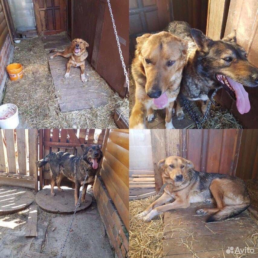 Собаки ищут дом купить на Зозу.ру - фотография № 5