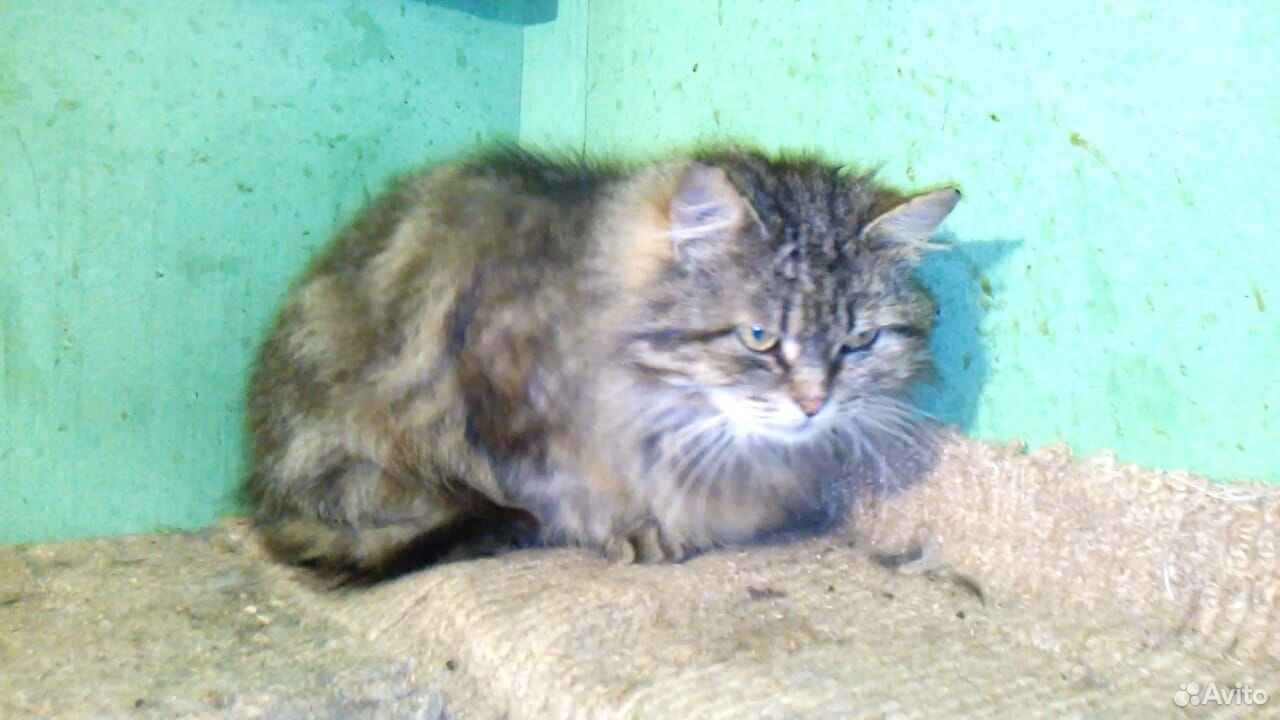 Отдадим бесплатно кошек из приюта купить на Зозу.ру - фотография № 2