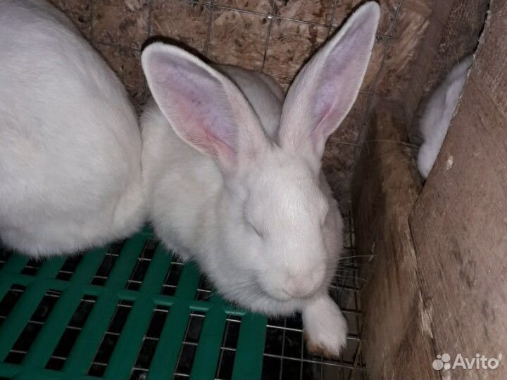Кролики Белый паннон купить на Зозу.ру - фотография № 1