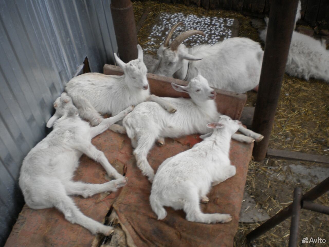 Продаю козлят молочной зааненской породы купить на Зозу.ру - фотография № 1