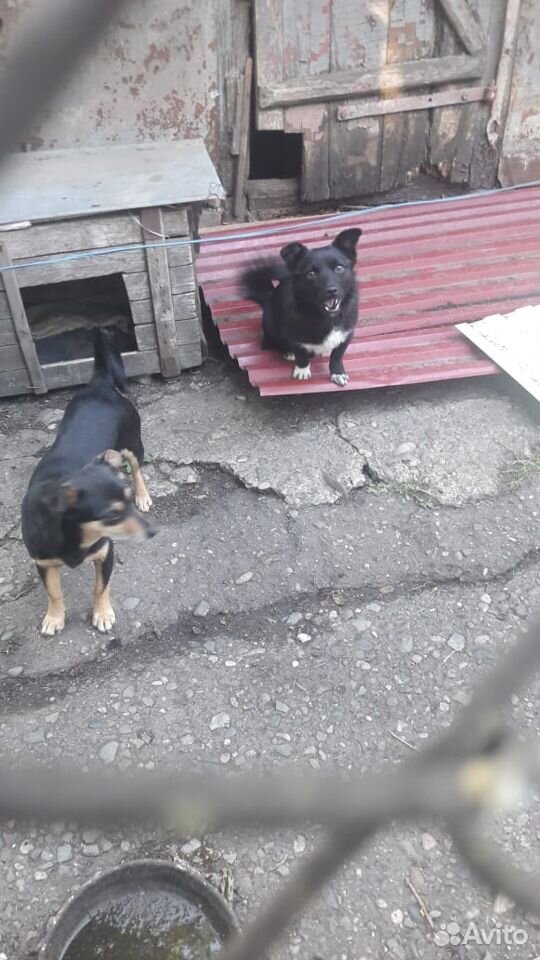 Собаки в добрые руки купить на Зозу.ру - фотография № 4