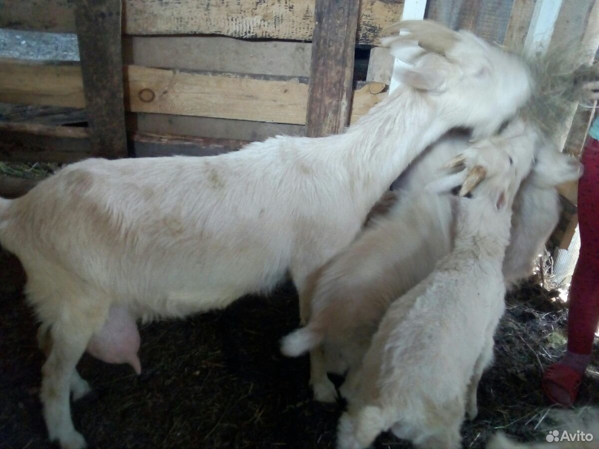 Молочные козы, козлята купить на Зозу.ру - фотография № 3