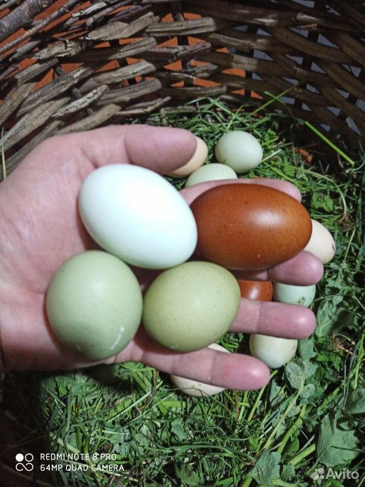 Яйцо домашнее куриное купить на Зозу.ру - фотография № 6