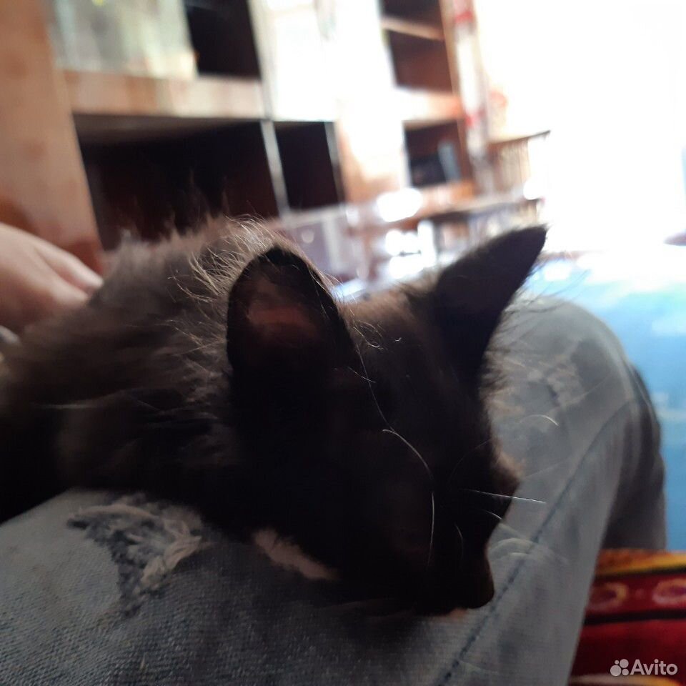 Котенок 1 месяц купить на Зозу.ру - фотография № 3