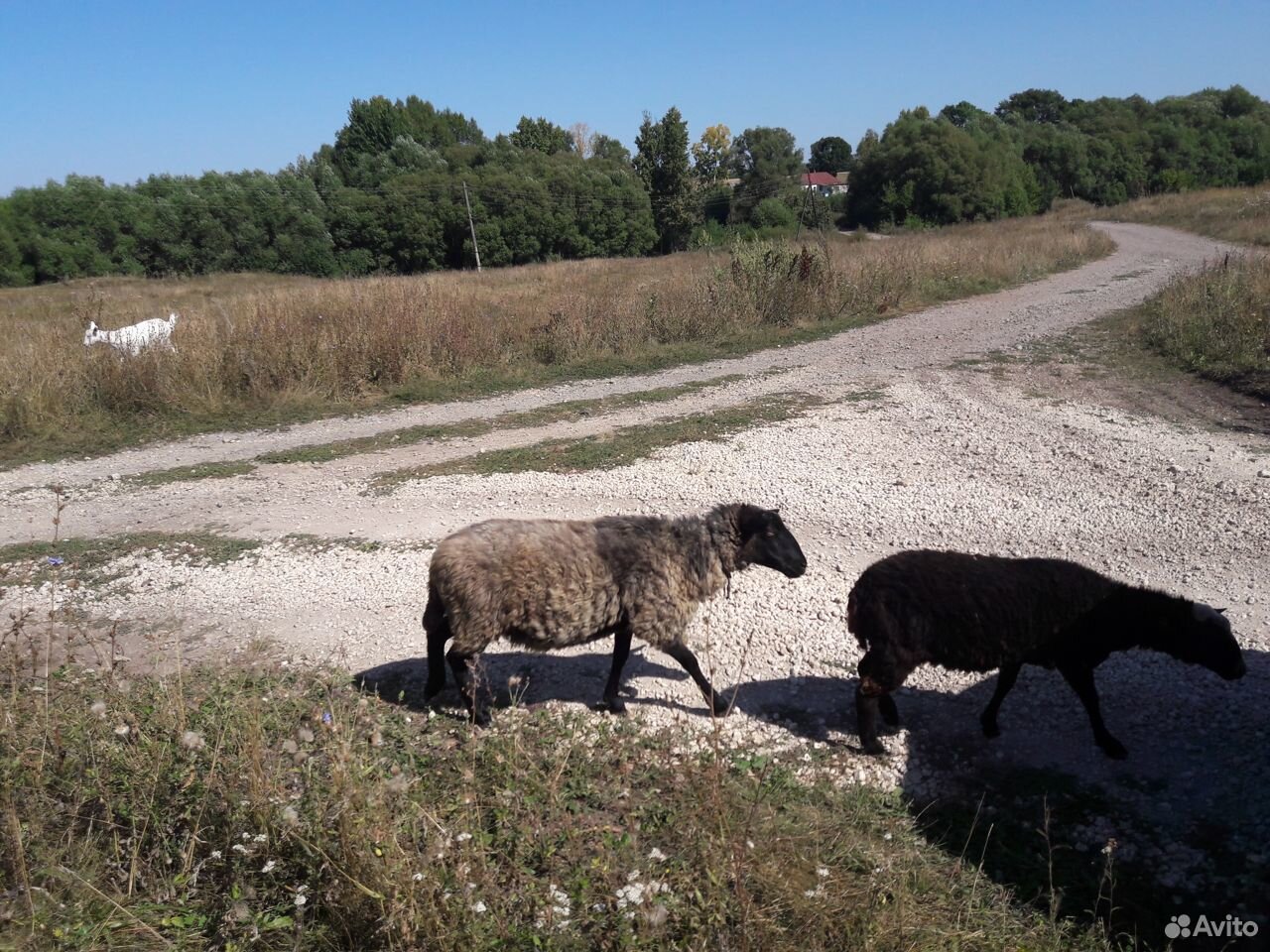 Продам коз, овец купить на Зозу.ру - фотография № 1
