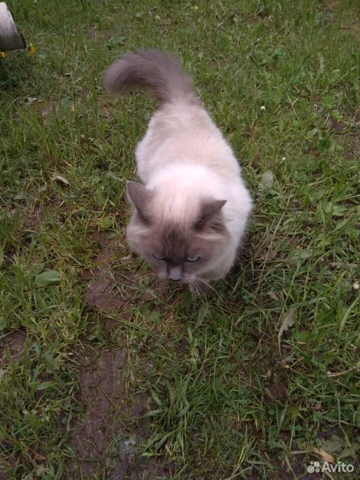 Вязка, ищем кота купить на Зозу.ру - фотография № 1