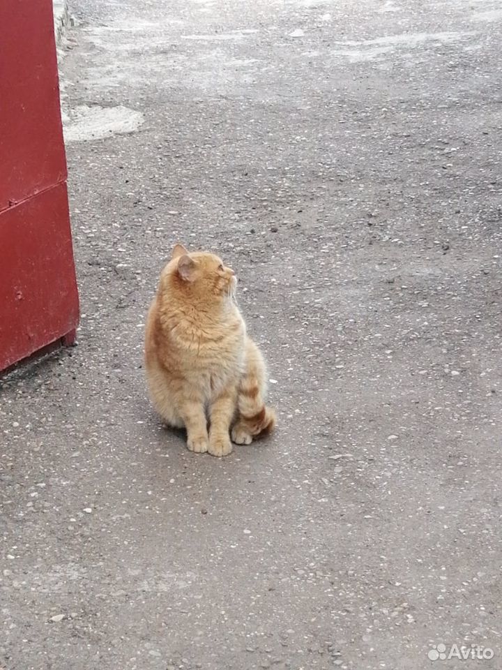 Ласковый рыжий кот ищет семью купить на Зозу.ру - фотография № 3