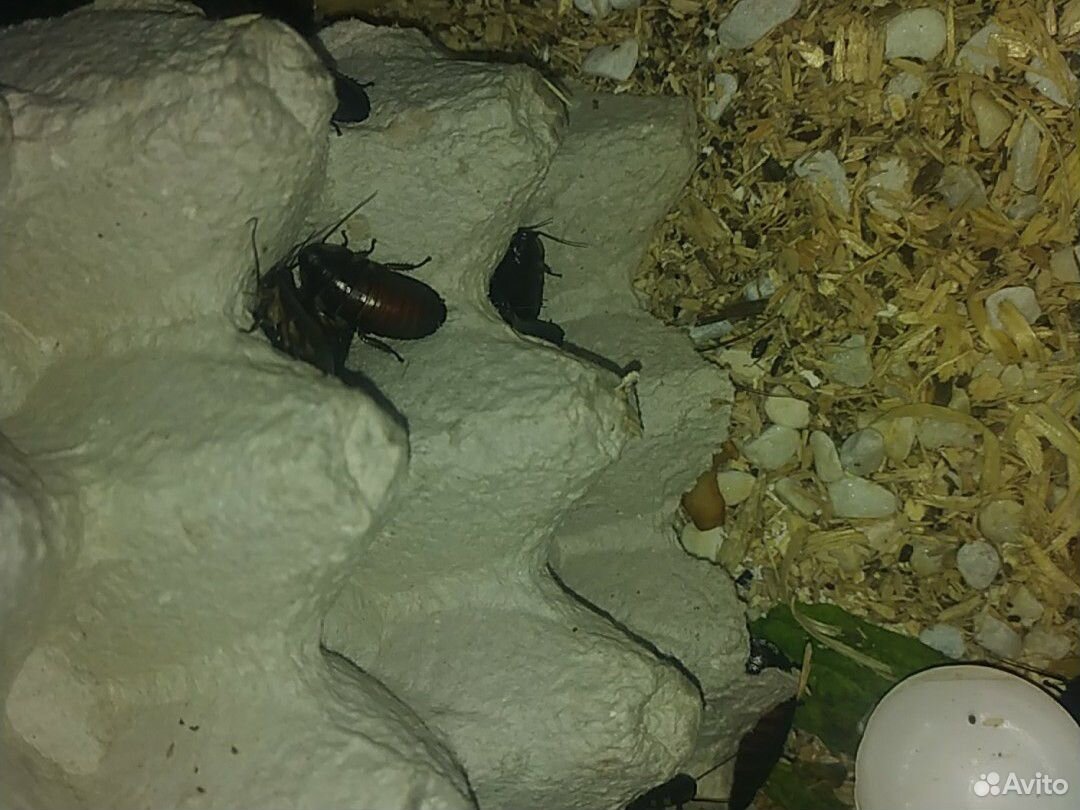 Мадагаскарский таракан купить на Зозу.ру - фотография № 7