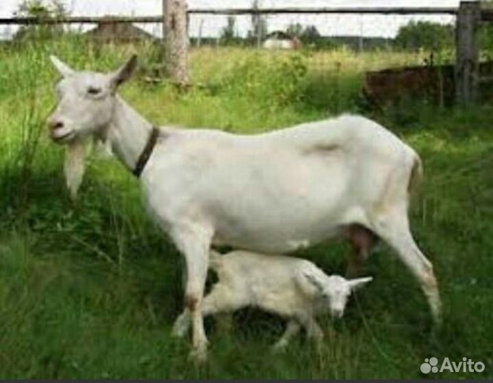 Продам козу зааненской породы, в день дает по 1,5 купить на Зозу.ру - фотография № 2