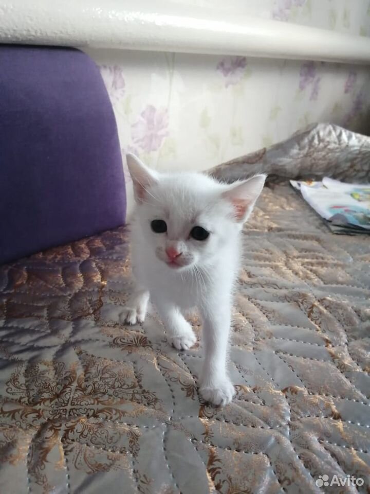 Кошечка купить на Зозу.ру - фотография № 1