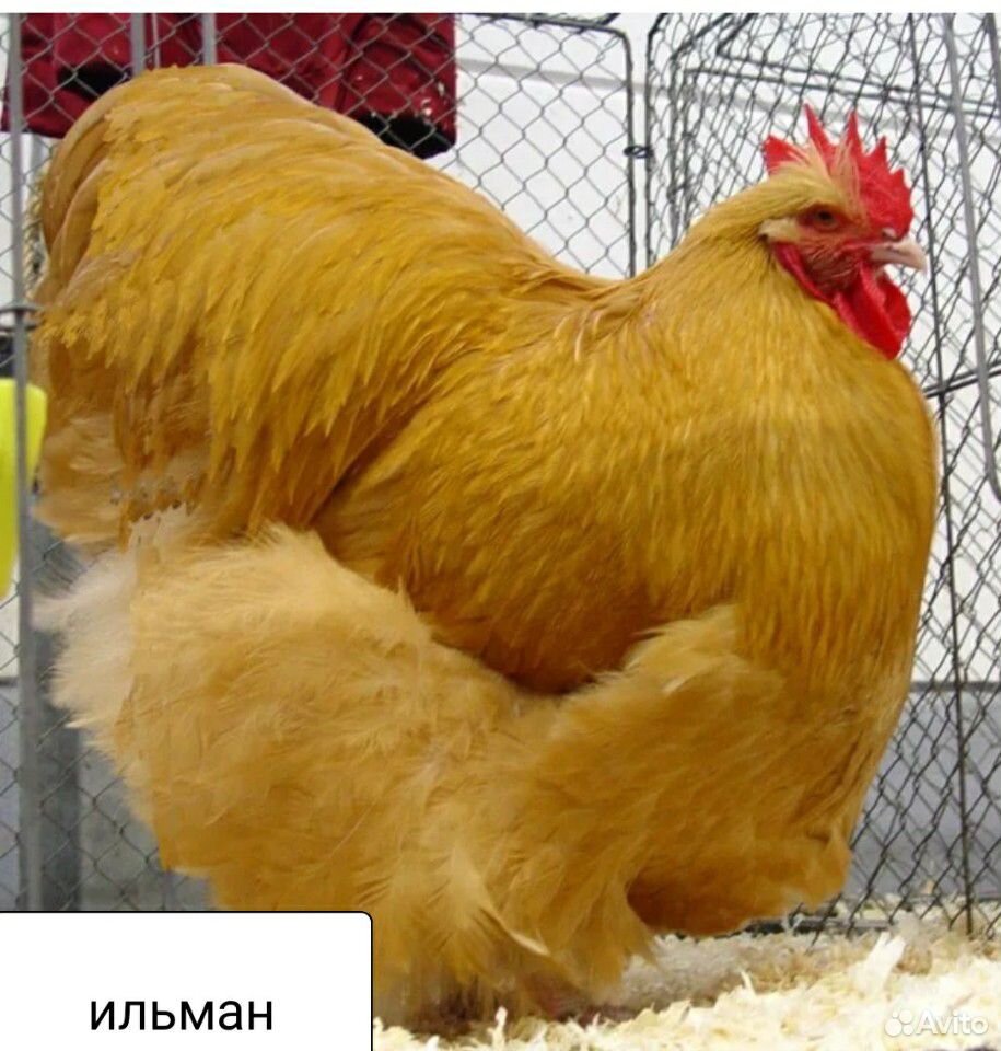 Породистые цыплята купить на Зозу.ру - фотография № 1