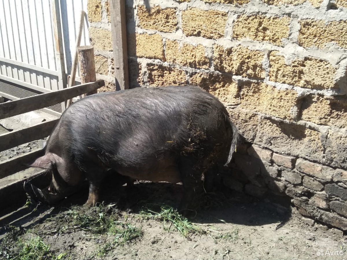 Поросная свинья купить на Зозу.ру - фотография № 3