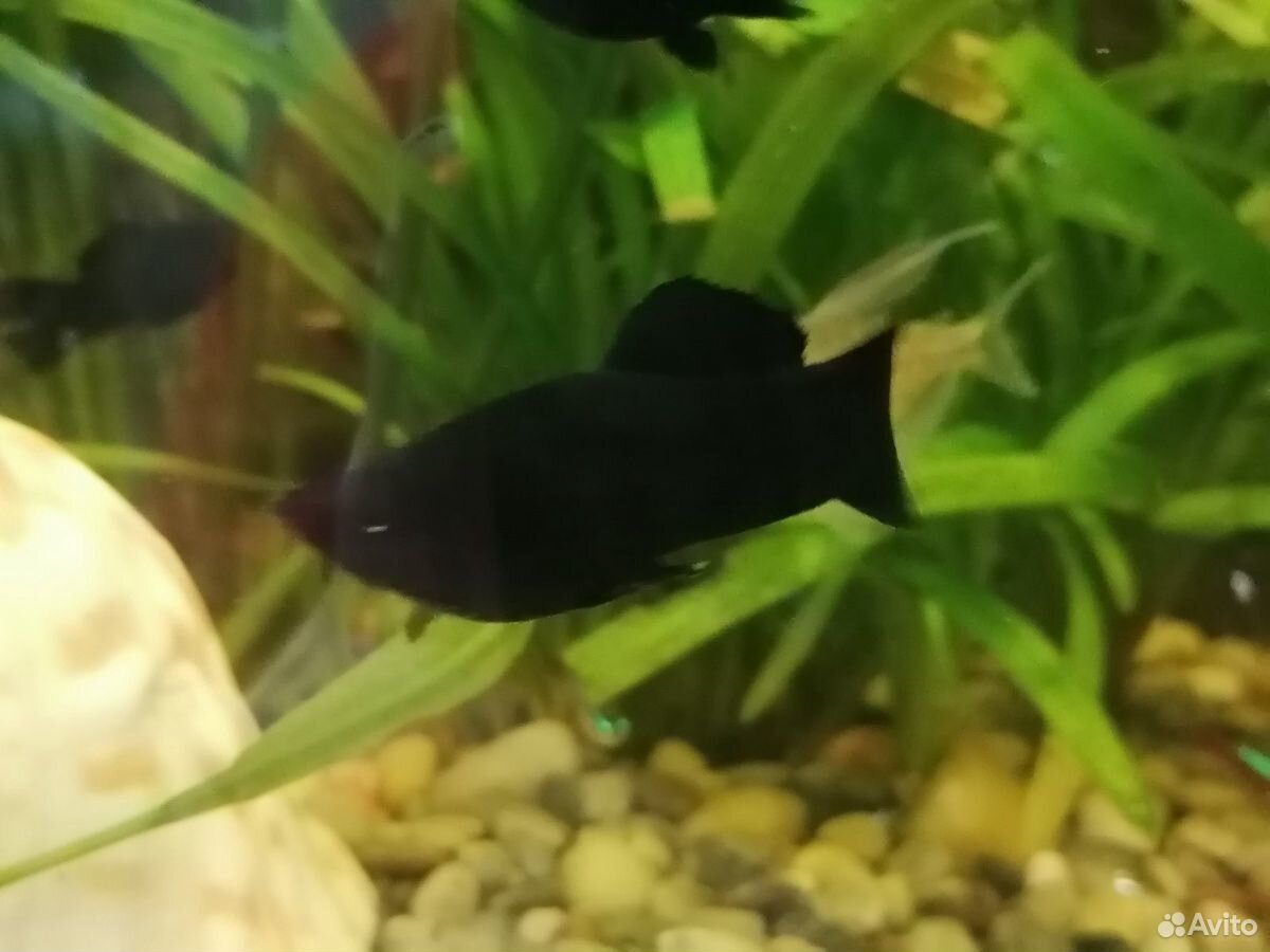 Рыбки Моллинезия черный бархат