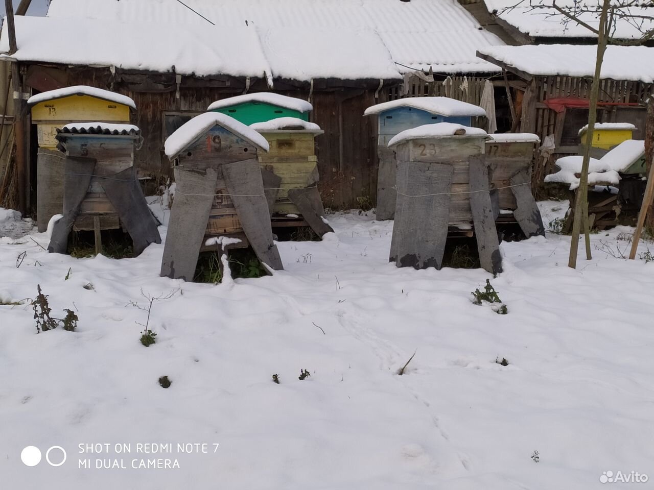 Улья с пчелами (Владимирская область) купить на Зозу.ру - фотография № 2