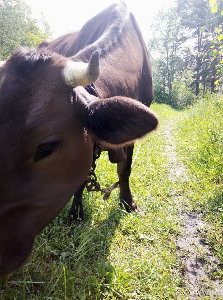 Корова швиц купить на Зозу.ру - фотография № 3