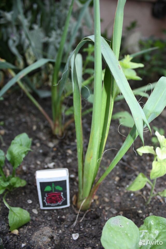 Юкка садовая- многолетнее экзотическое растение купить на Зозу.ру - фотография № 3