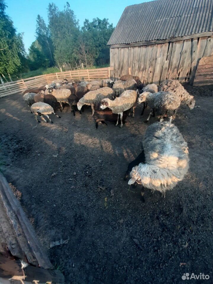 Овцы,бараны купить на Зозу.ру - фотография № 2
