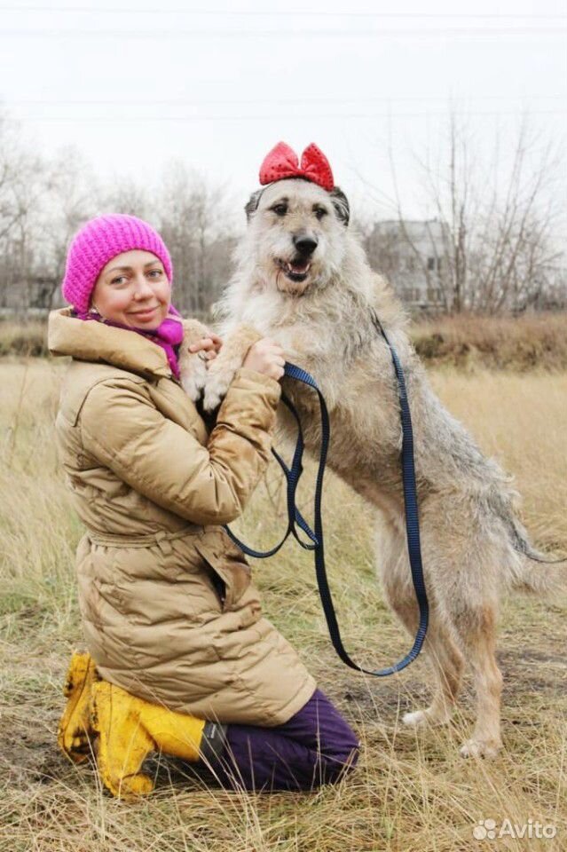 Добрая собака Тиша ждет своего хозяина купить на Зозу.ру - фотография № 2