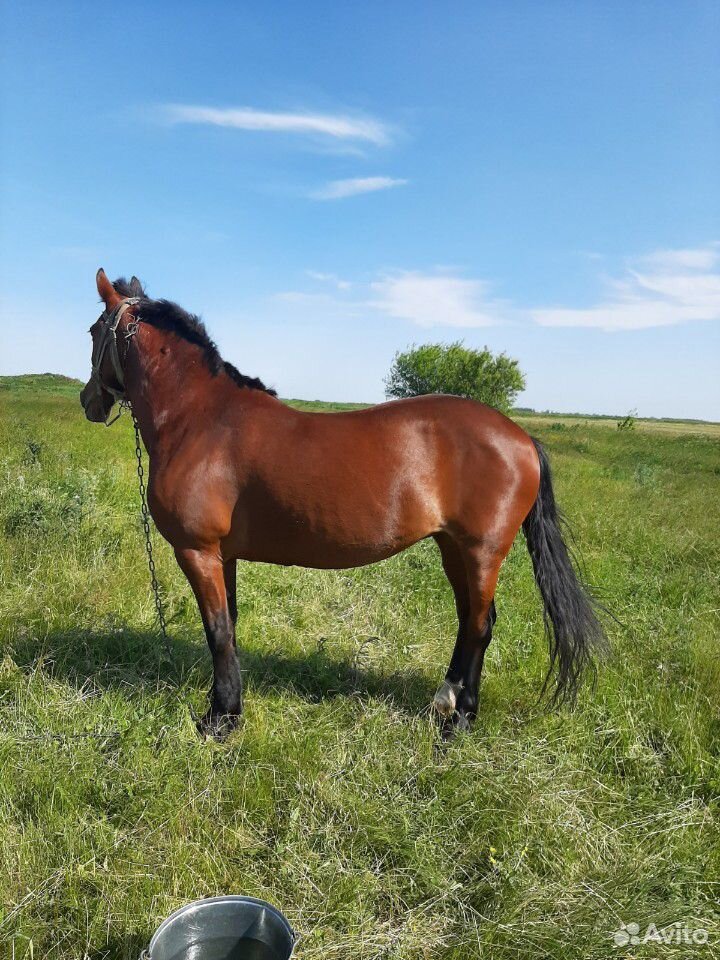 8 лет,лошадь будет жеребится в мае купить на Зозу.ру - фотография № 1