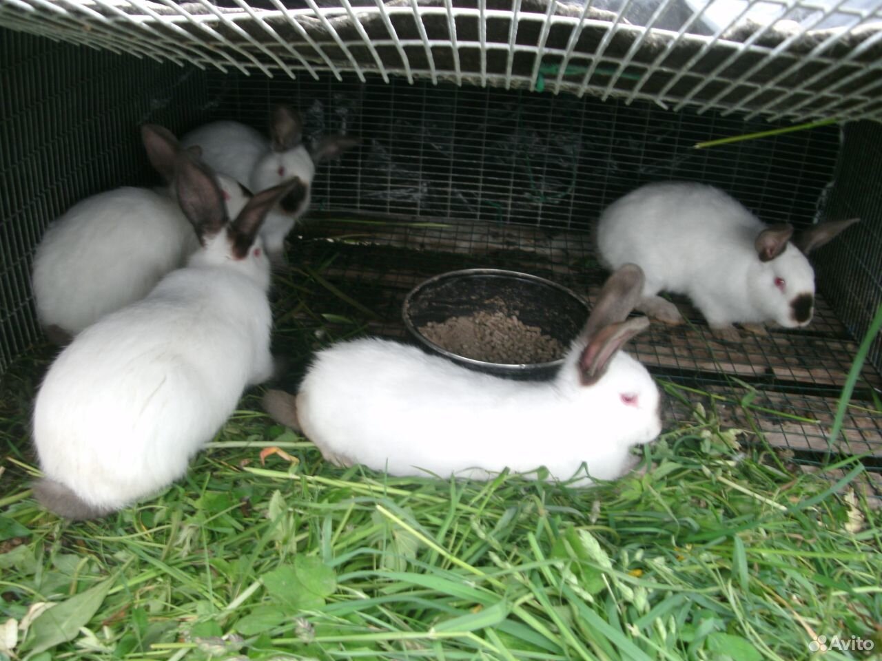 Кролики калифорнийские купить на Зозу.ру - фотография № 3