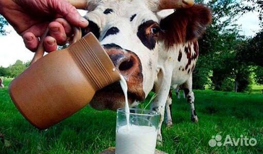 Продаю домашнее молоко купить на Зозу.ру - фотография № 1