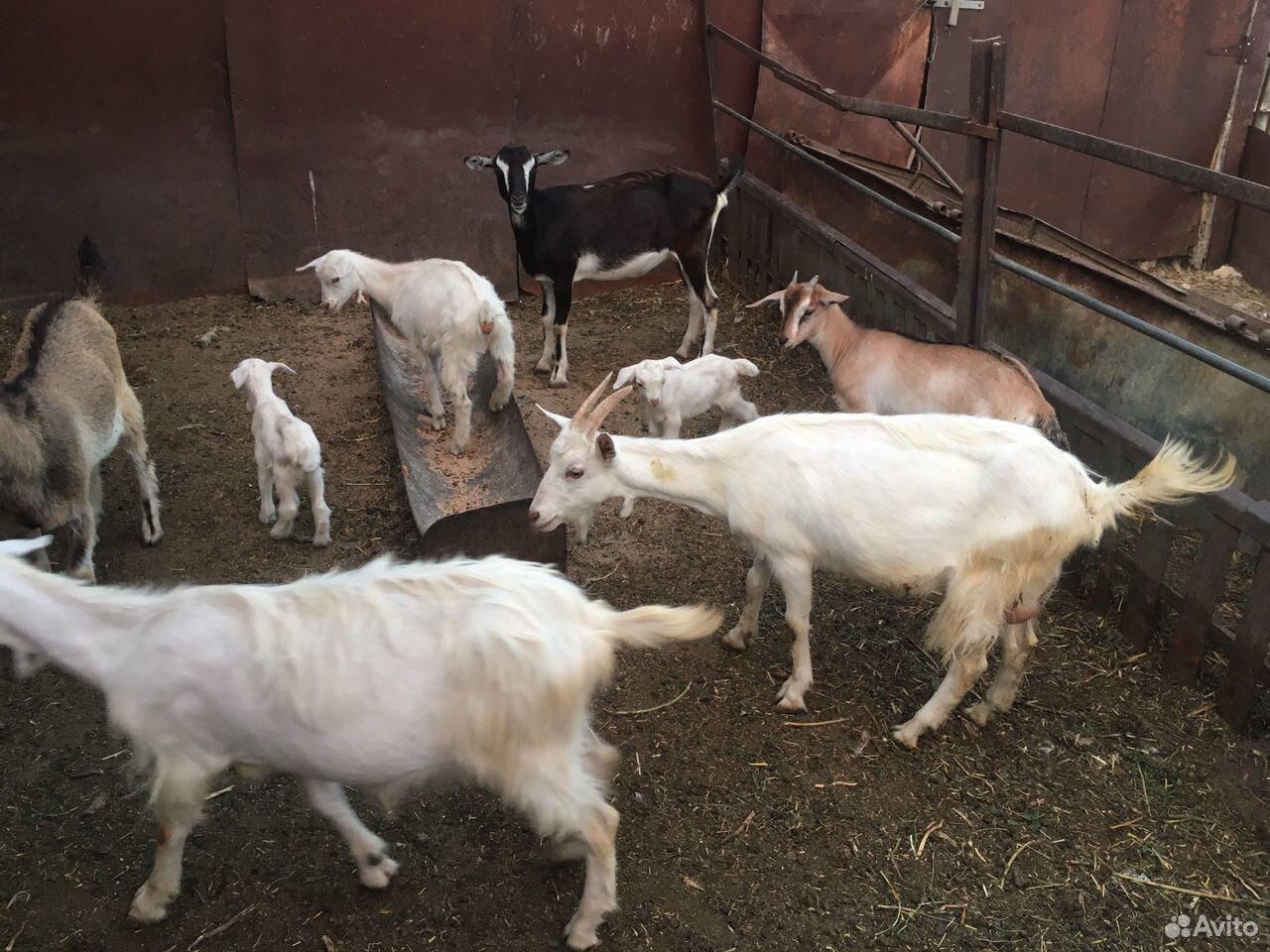 Овцы,козы купить на Зозу.ру - фотография № 1