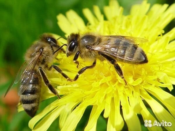 Пчелы,улья,пчеловодный инвентарь,прицеп пчеловода купить на Зозу.ру - фотография № 1