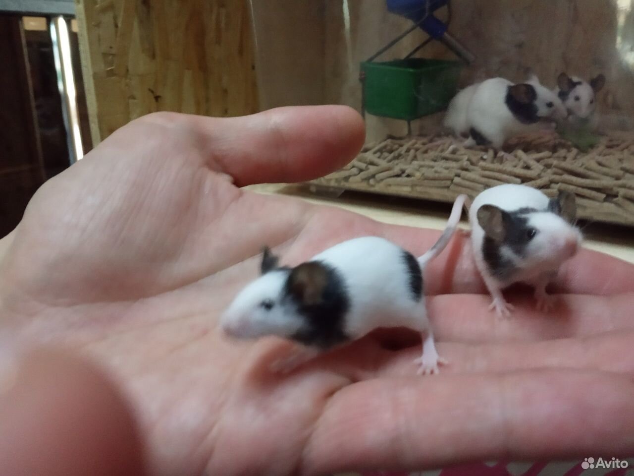 Японские мини мышки купить на Зозу.ру - фотография № 3
