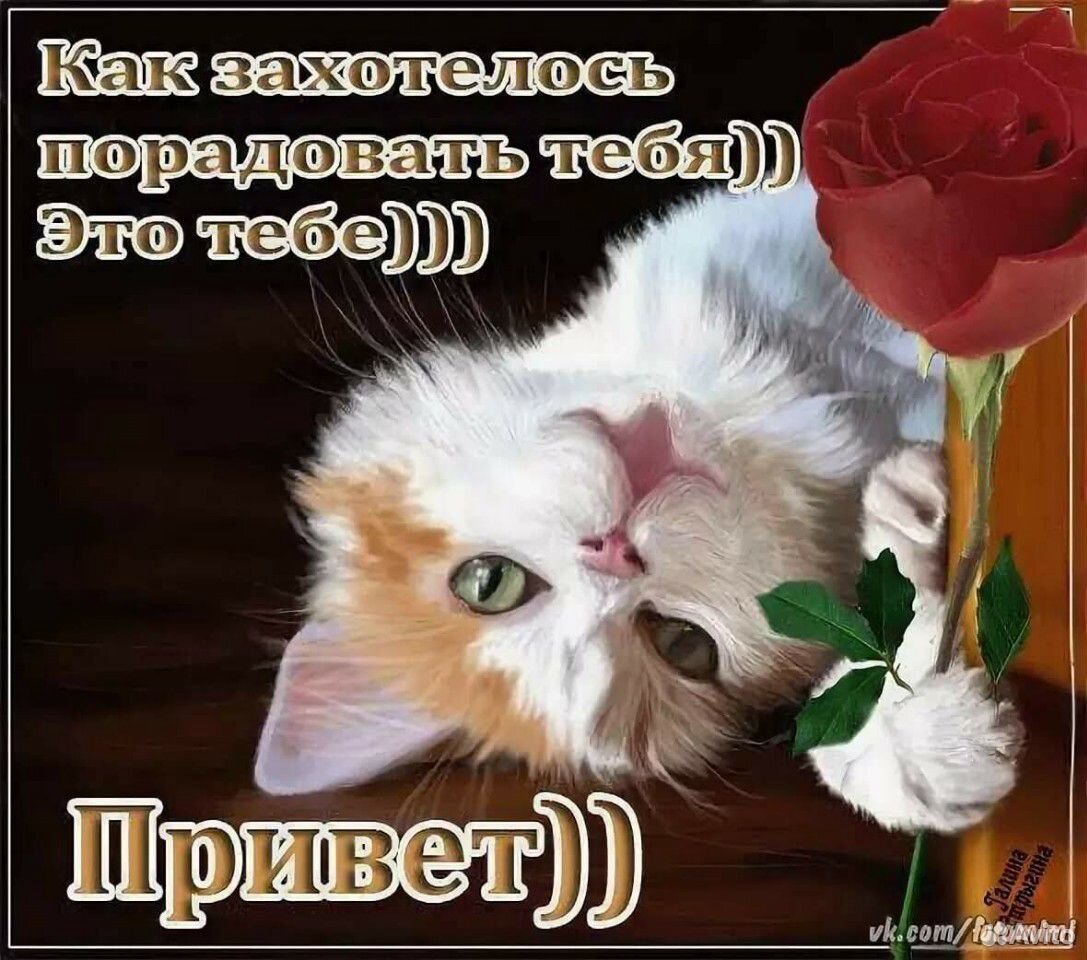 Сладкие, пушистые котята для счастья, радости и на купить на Зозу.ру - фотография № 8