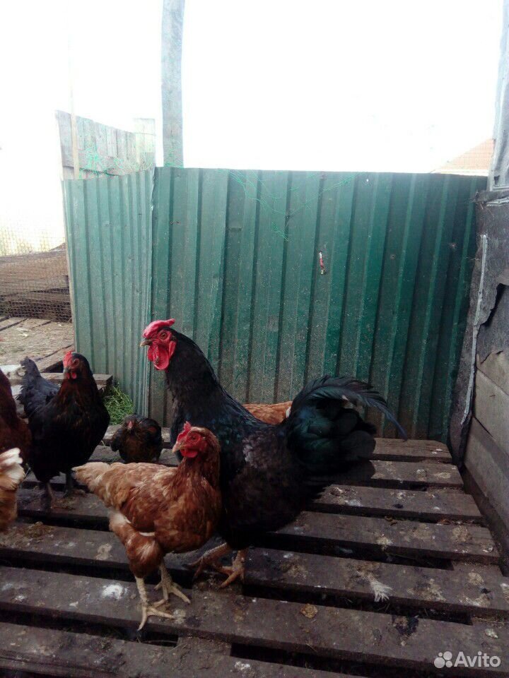 Цыплята, петух купить на Зозу.ру - фотография № 6