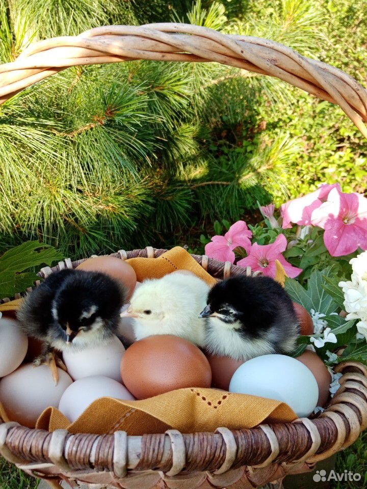 Цыплята, яйца инкубационные, петухи на племя купить на Зозу.ру - фотография № 2