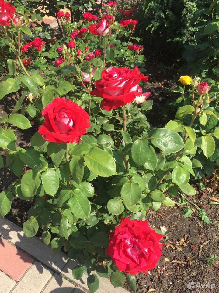 Продам розы купить на Зозу.ру - фотография № 10