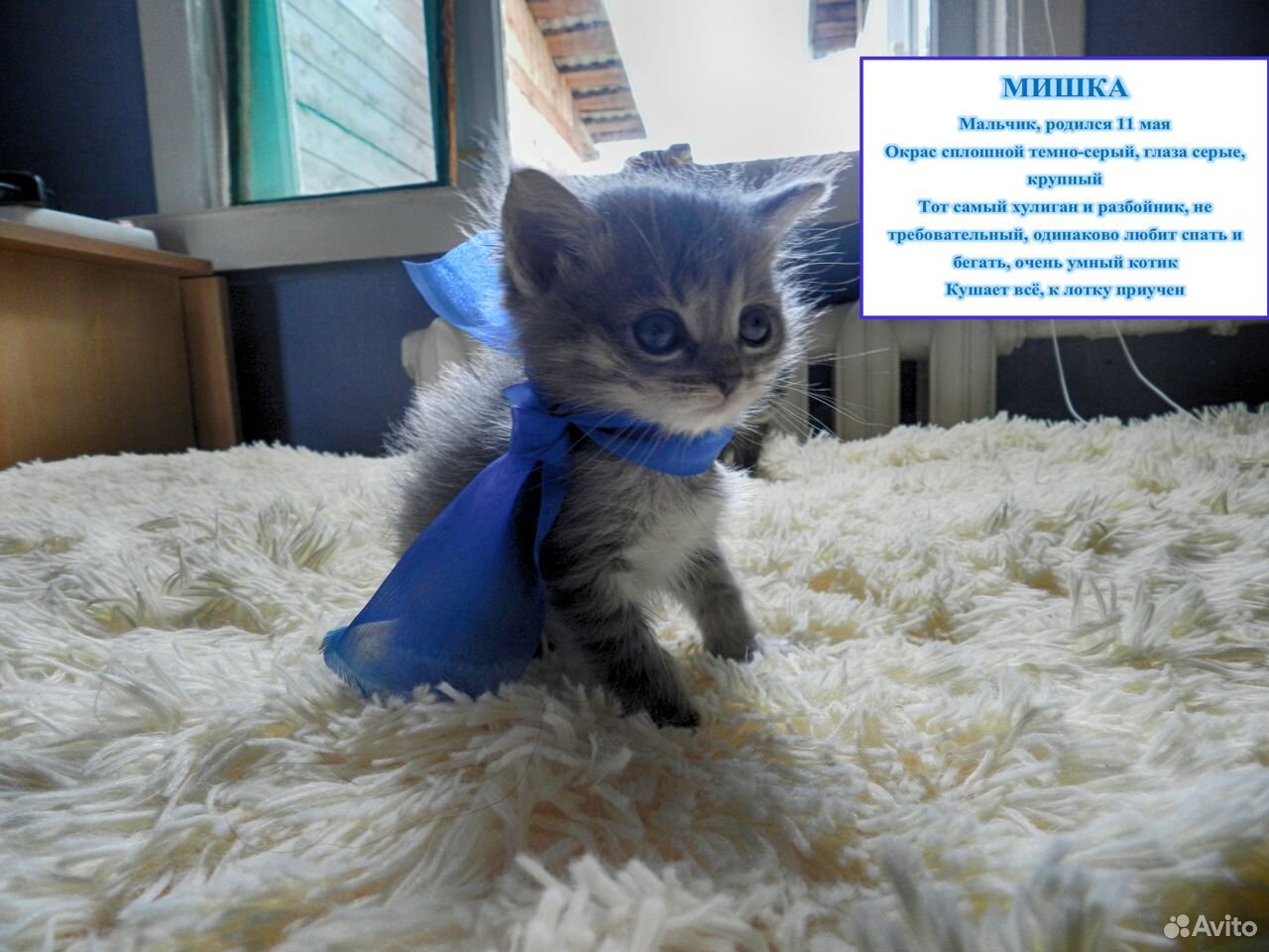 Отдам котят купить на Зозу.ру - фотография № 8