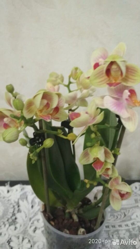 Орхидея фаленопсис цветущие купить на Зозу.ру - фотография № 2