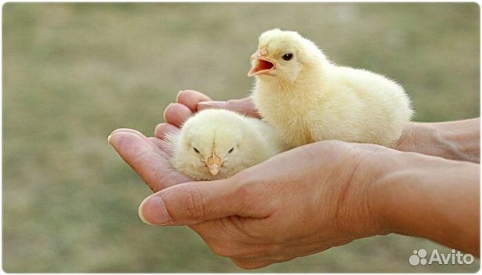 Суточные,Цыплята из домашних яичек купить на Зозу.ру - фотография № 3