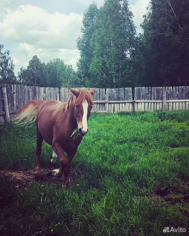 Лошадь, кобыла купить на Зозу.ру - фотография № 4