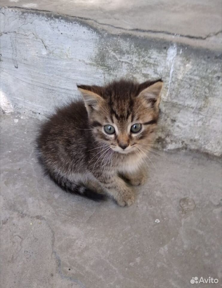 Котенок котик купить на Зозу.ру - фотография № 1