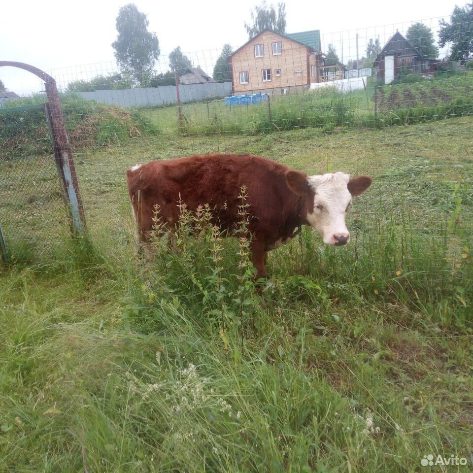 Корова и телёнок купить на Зозу.ру - фотография № 4