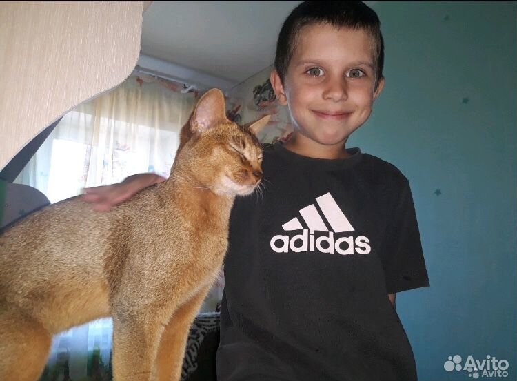 Абиссинский кот купить на Зозу.ру - фотография № 2
